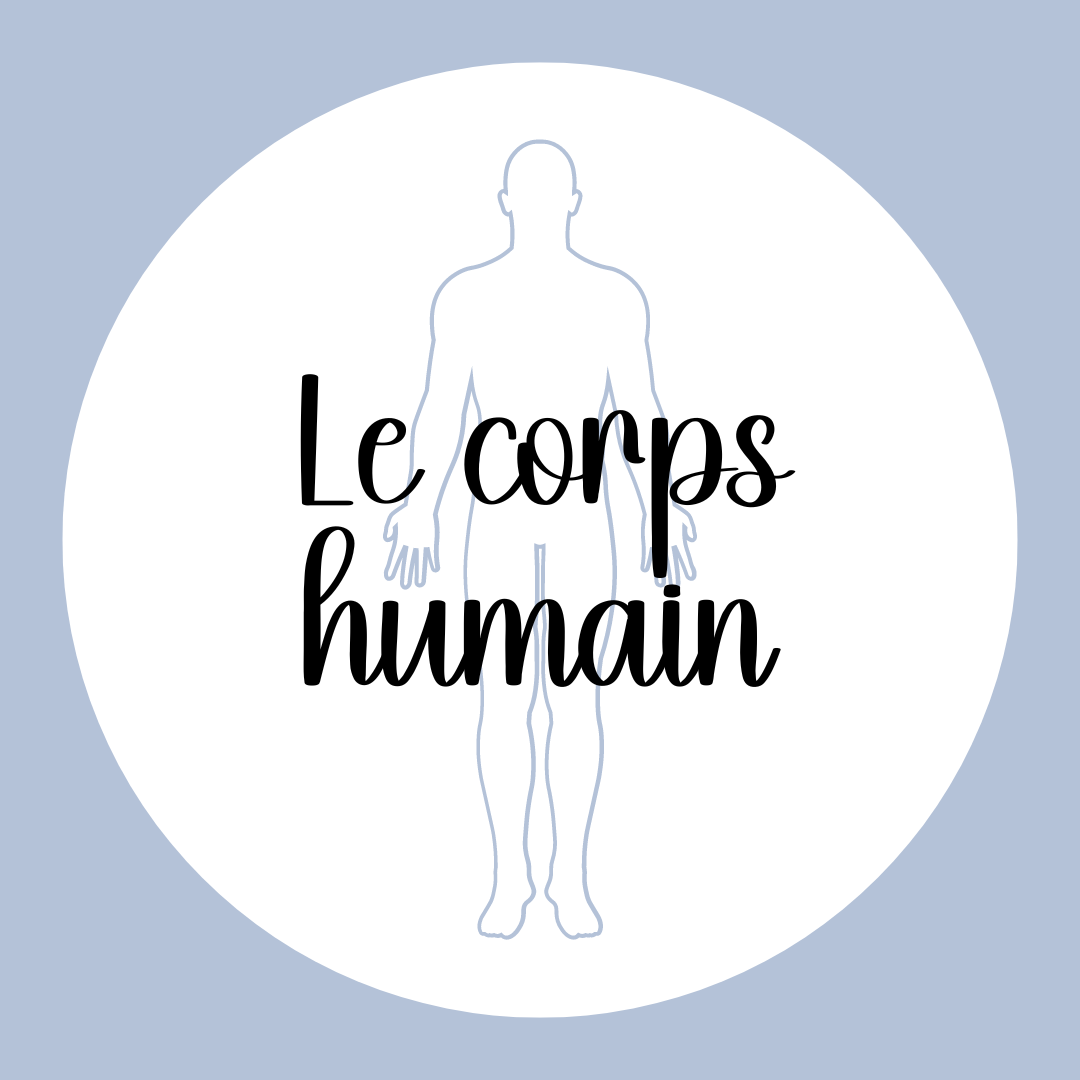 Le corps humain | Thématique